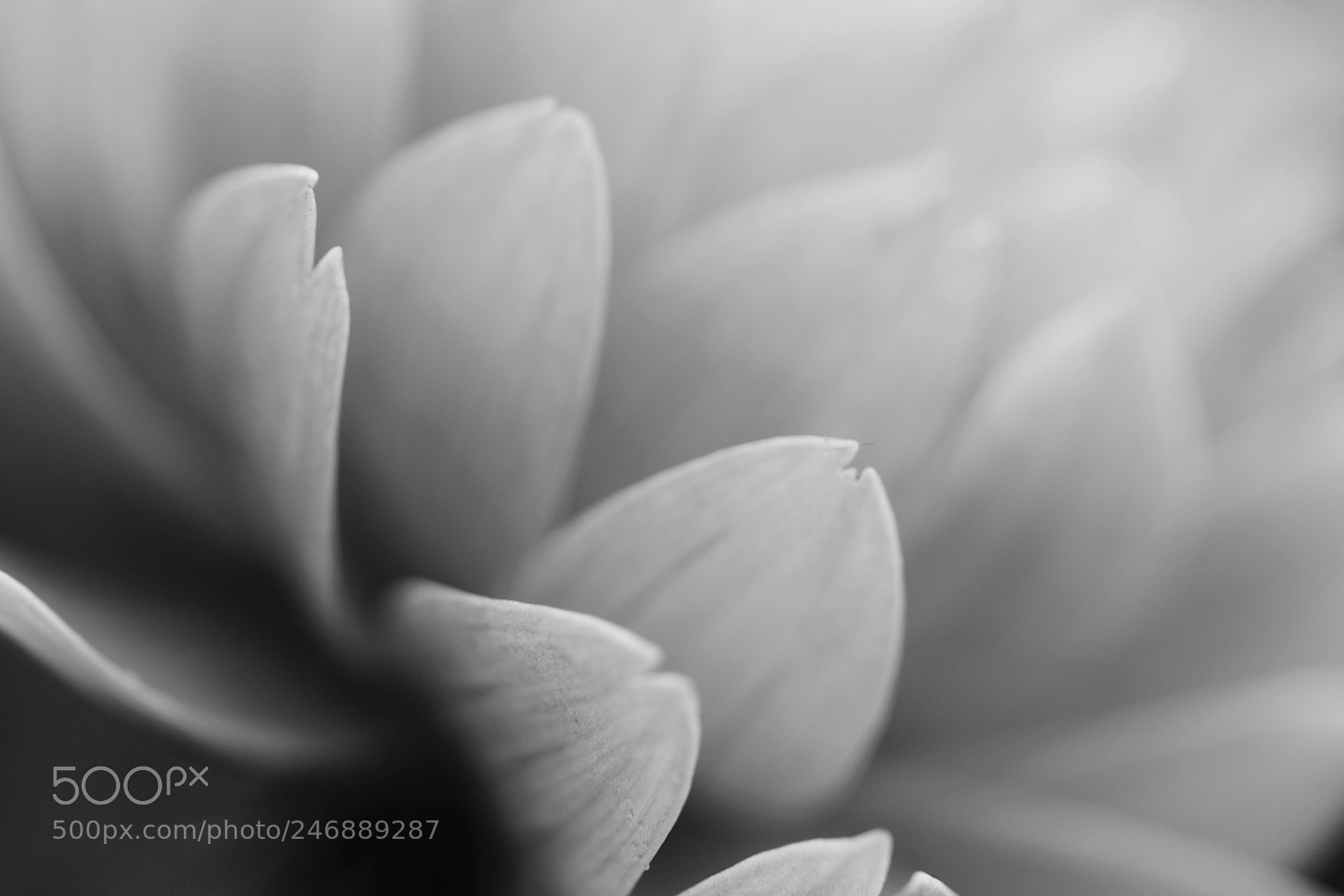 Sony a9 sample photo. Flower photography