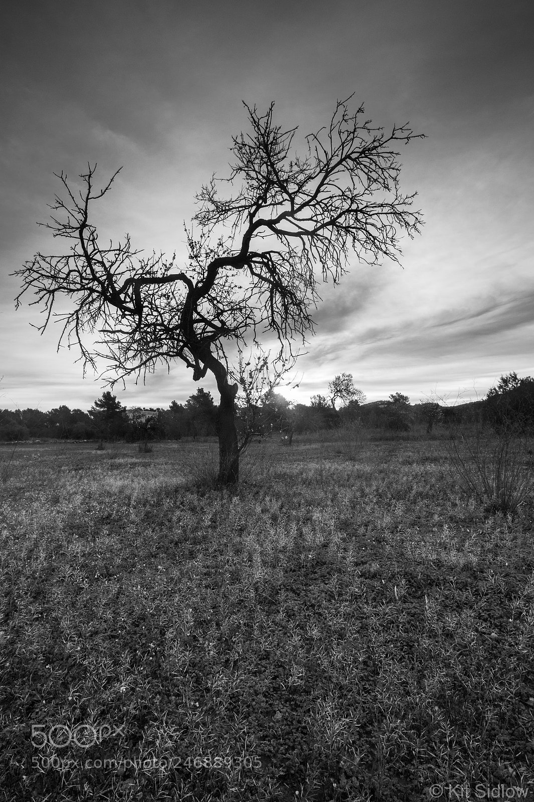Canon EOS 100D (EOS Rebel SL1 / EOS Kiss X7) sample photo. The gnarled tree photography