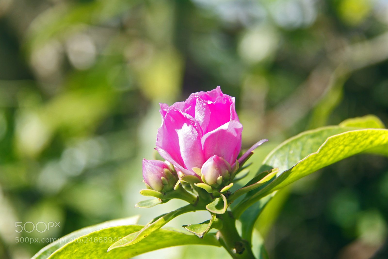 Canon EOS 50D sample photo. Copy photography