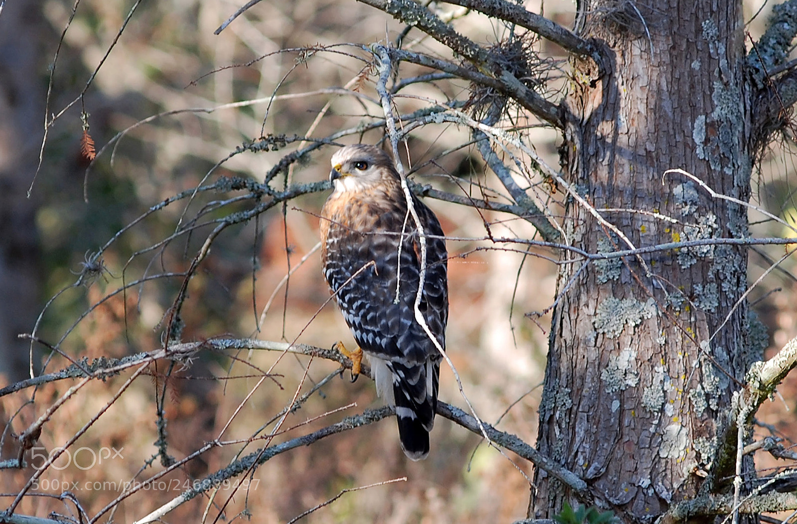 Nikon D80 sample photo. Red shouldered hawk on photography