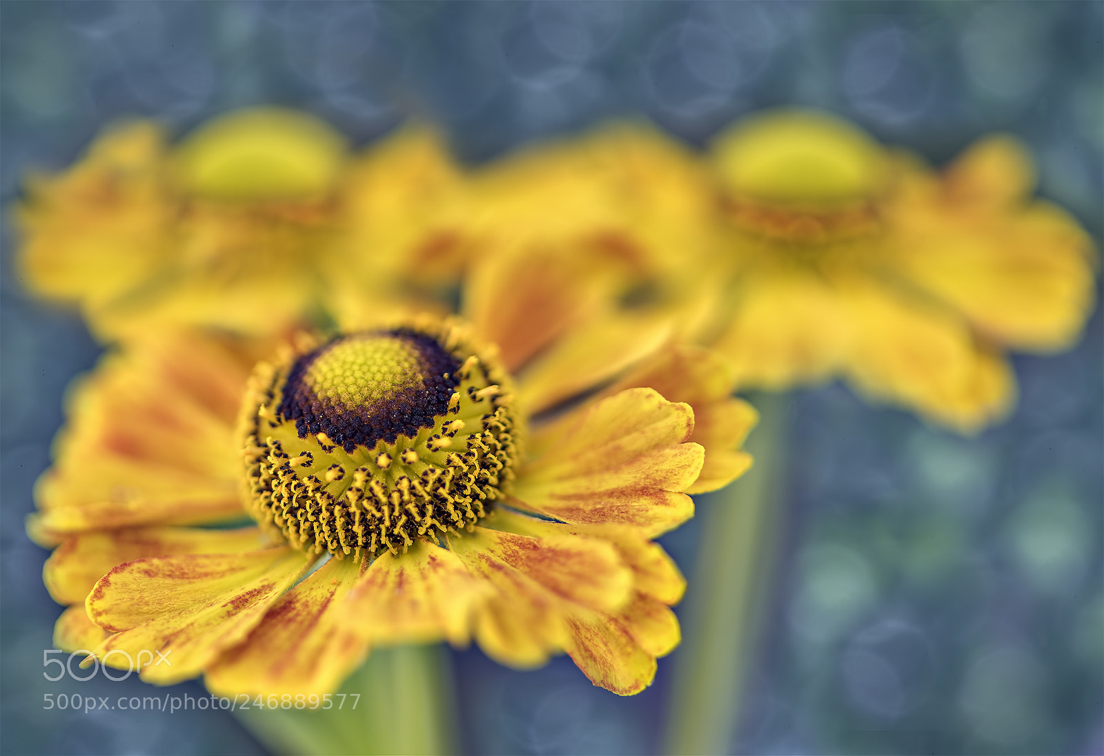 Nikon D810 sample photo. Yellow cheer photography