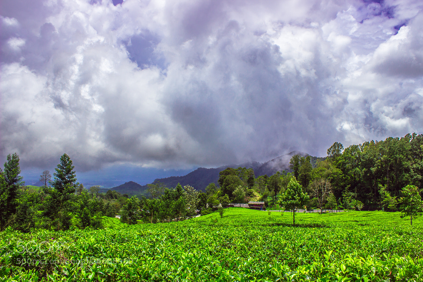 Canon EOS 600D (Rebel EOS T3i / EOS Kiss X5) sample photo. Greenscapes photography