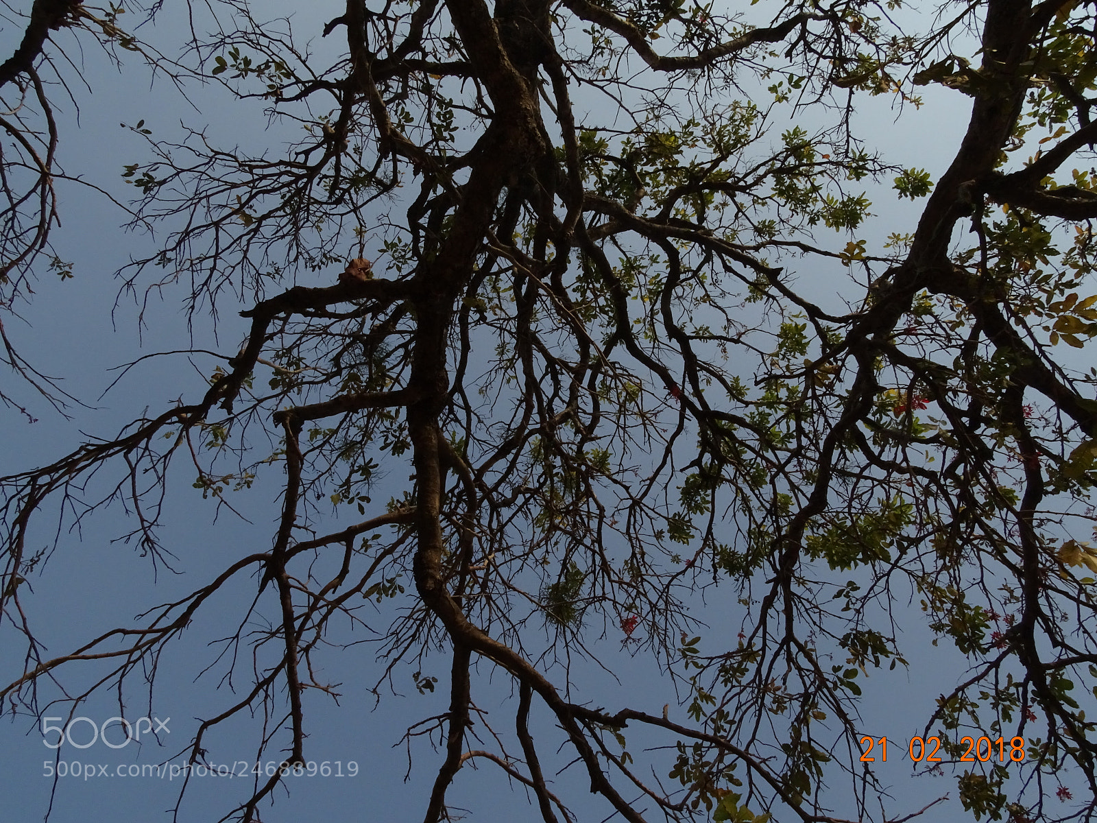 Sony Cyber-shot DSC-HX400V sample photo. Untitled photography