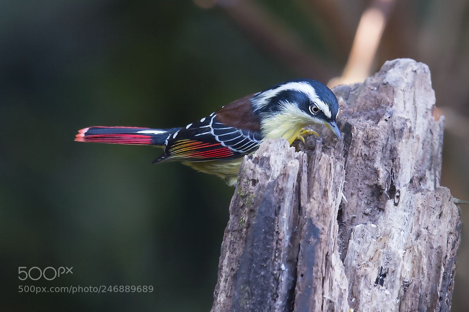 Nikon D4 sample photo. Red winged minla photography