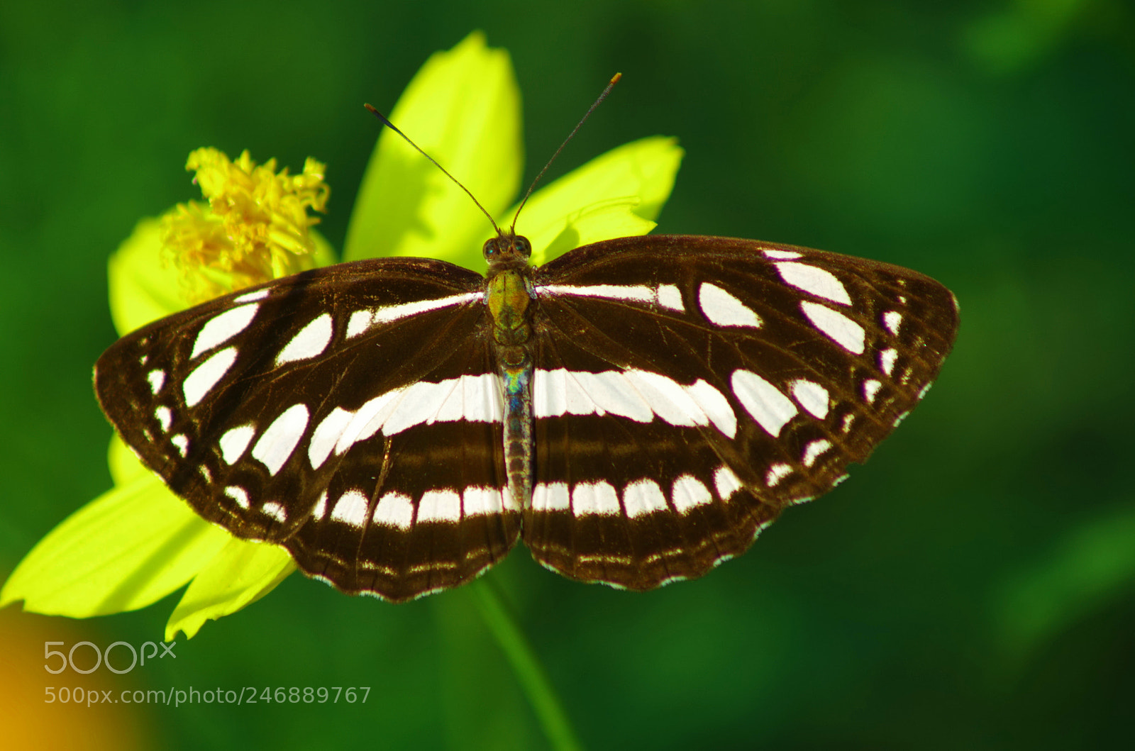 Pentax K-500 sample photo. Common sailer ! photography