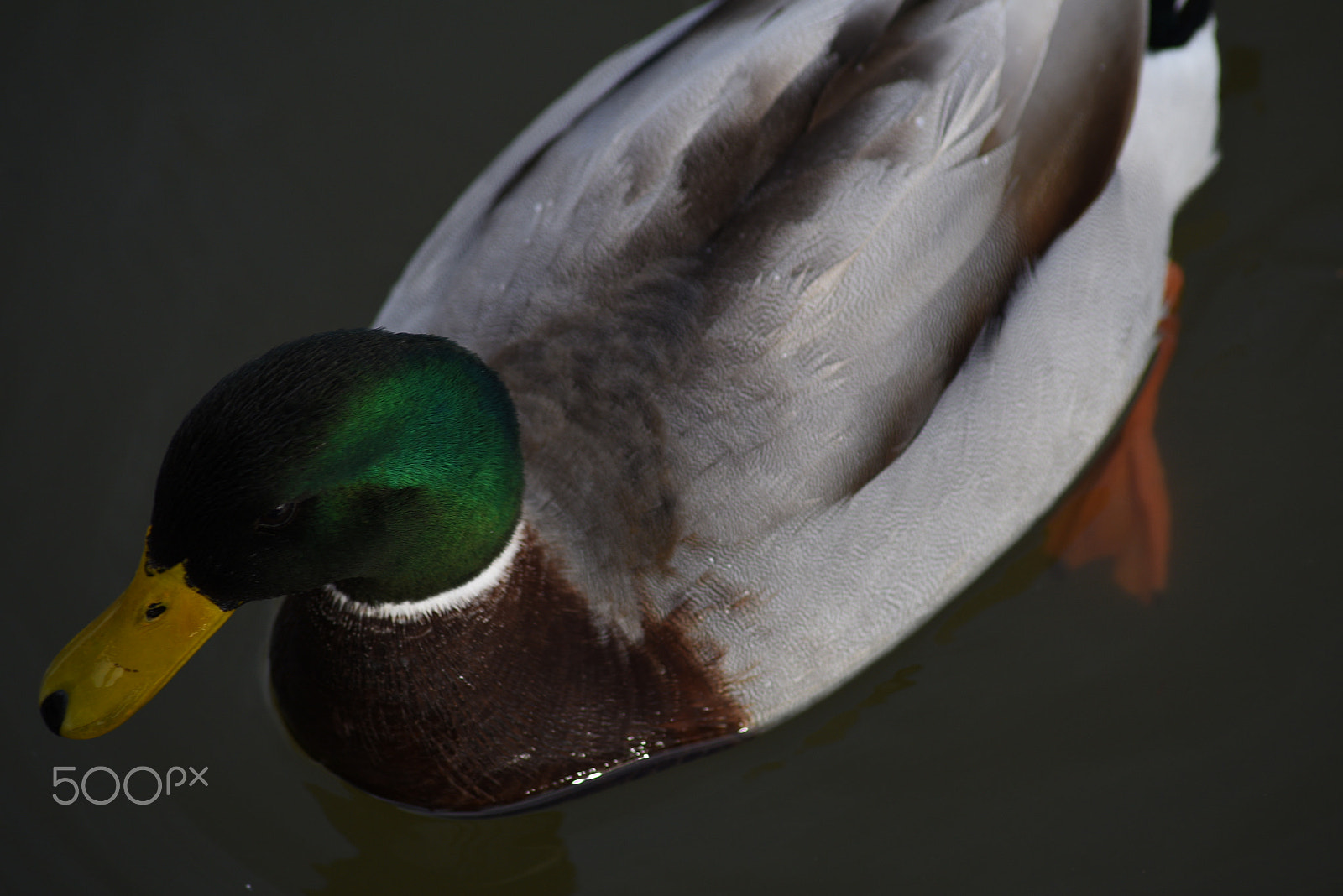 Sigma 70-300mm F4-5.6 APO DG Macro sample photo. Dsc photography