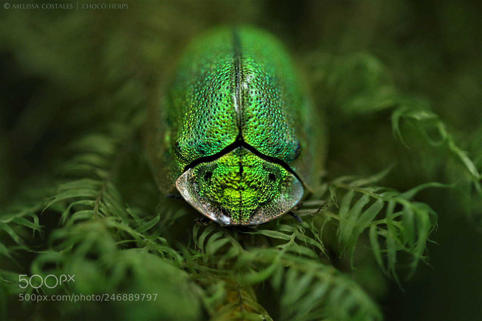 Canon EOS 7D Mark II sample photo. Green tortoise beetle photography