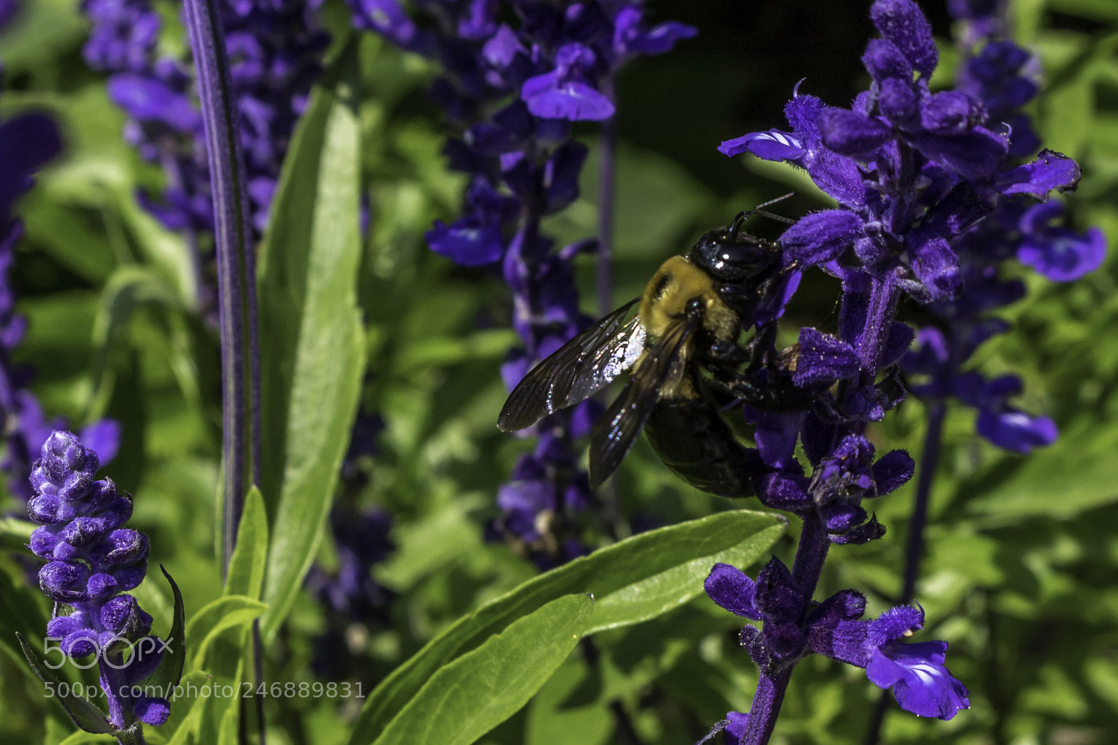 Canon EOS 700D (EOS Rebel T5i / EOS Kiss X7i) sample photo. Purple bee photography
