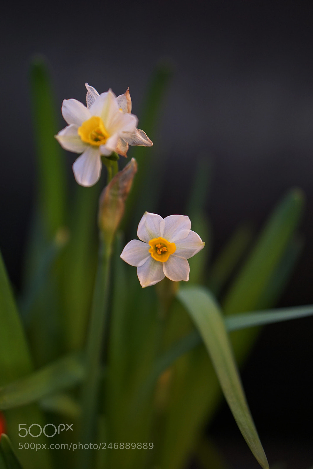 Sony a5100 sample photo. Untitled photography