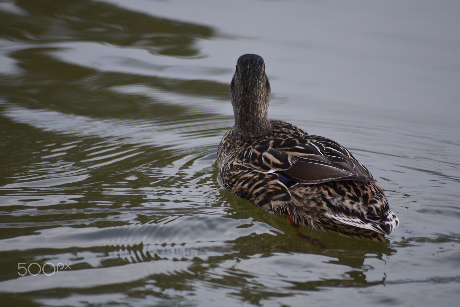 Nikon D3400 sample photo. Dsc photography