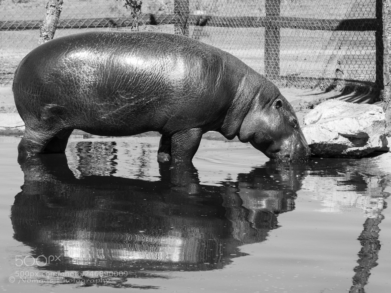 Canon EOS 650D (EOS Rebel T4i / EOS Kiss X6i) sample photo. Mini-potamus photography