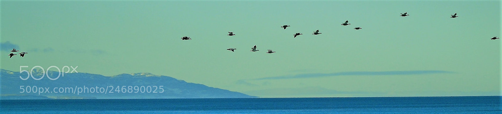 Sony Cyber-shot DSC-H400 sample photo. Pajaro g photography