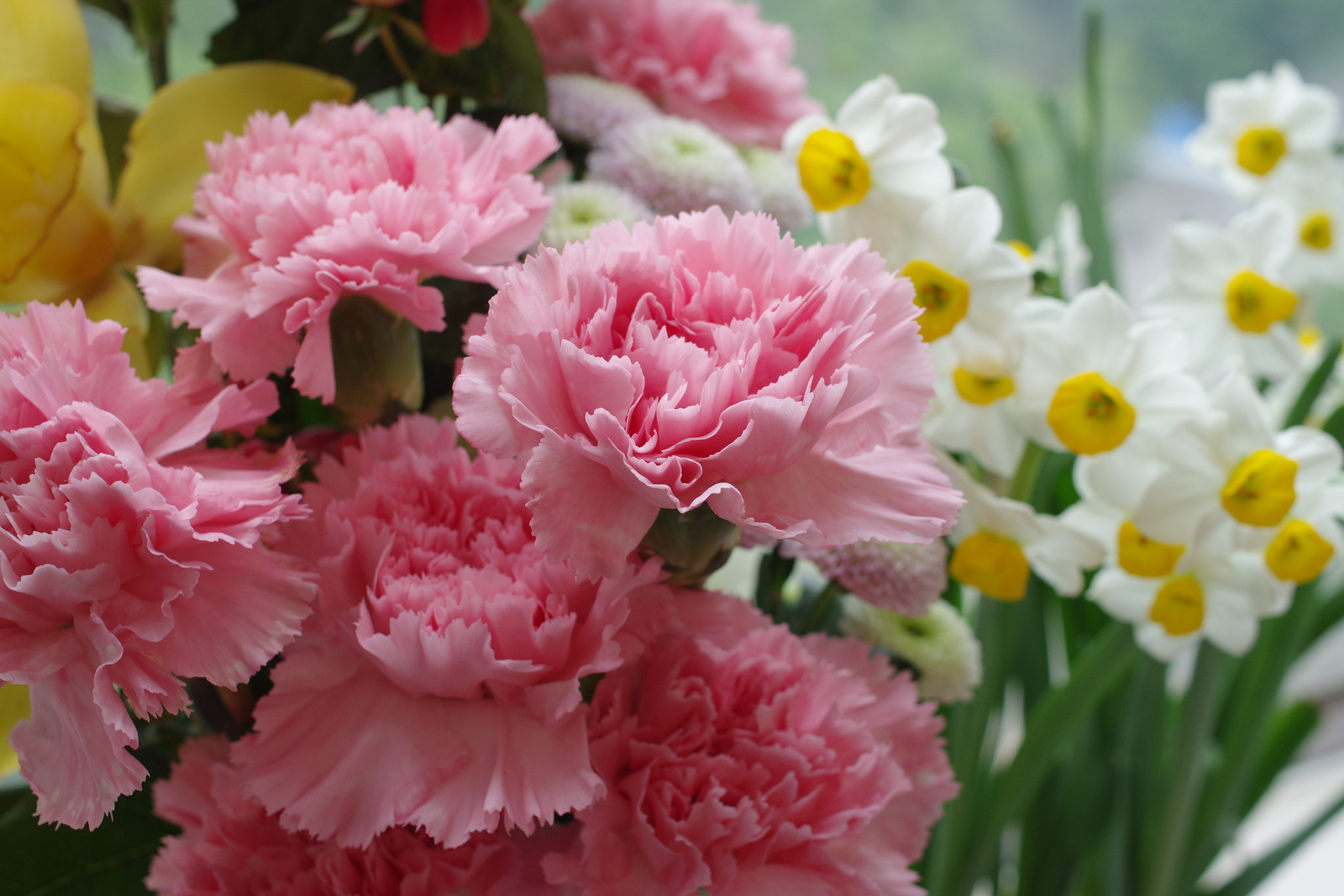 Pentax K-3 sample photo. Happy chinese new year photography