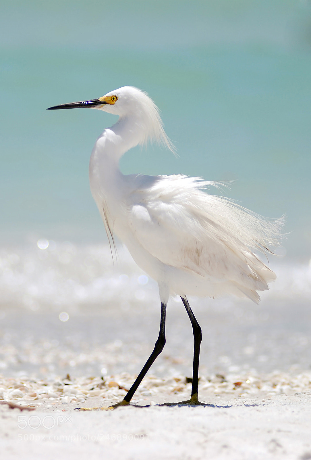 Nikon D80 sample photo. White egret on a photography
