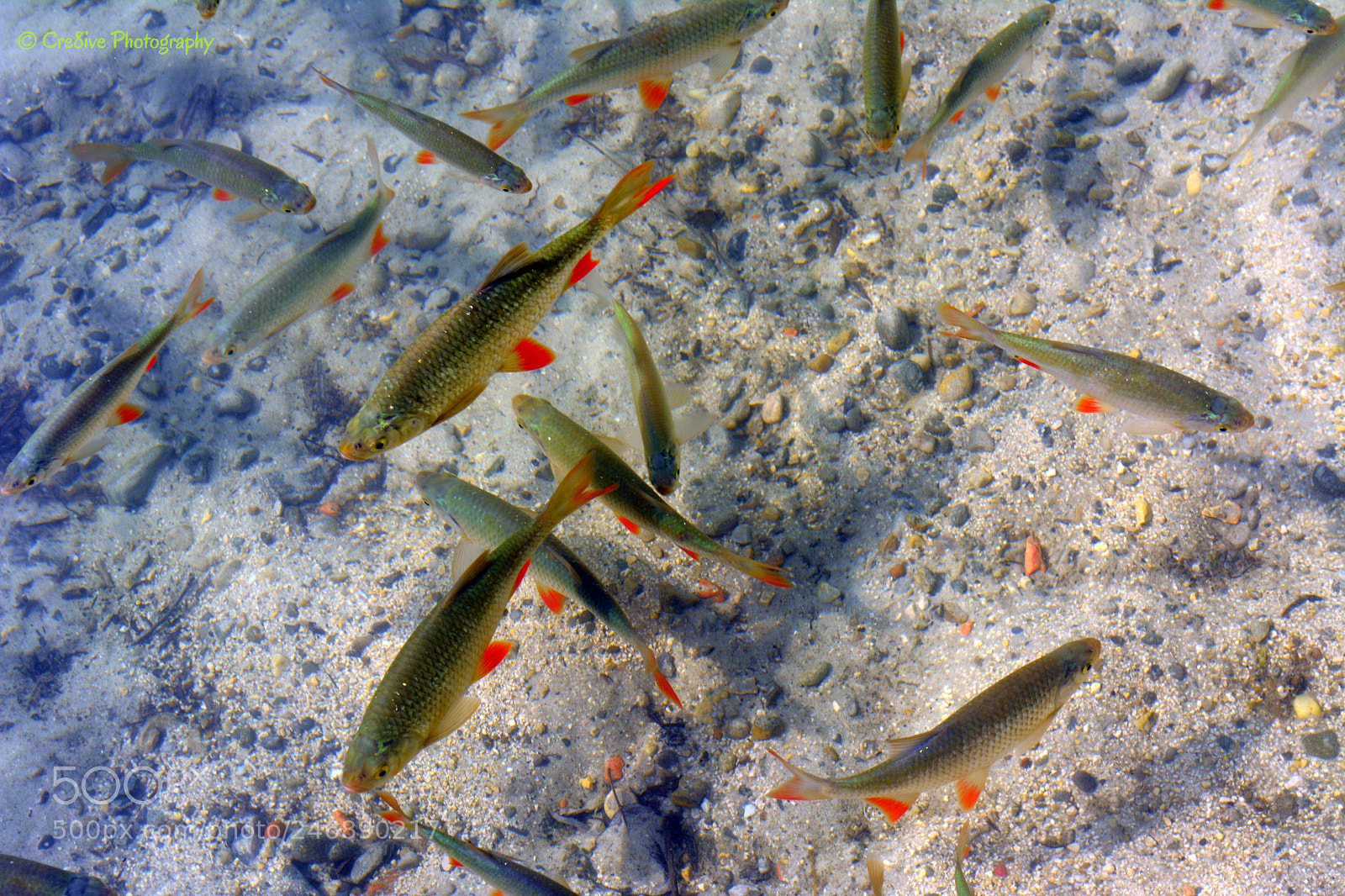 Nikon D5200 sample photo. Rudd fish in w photography