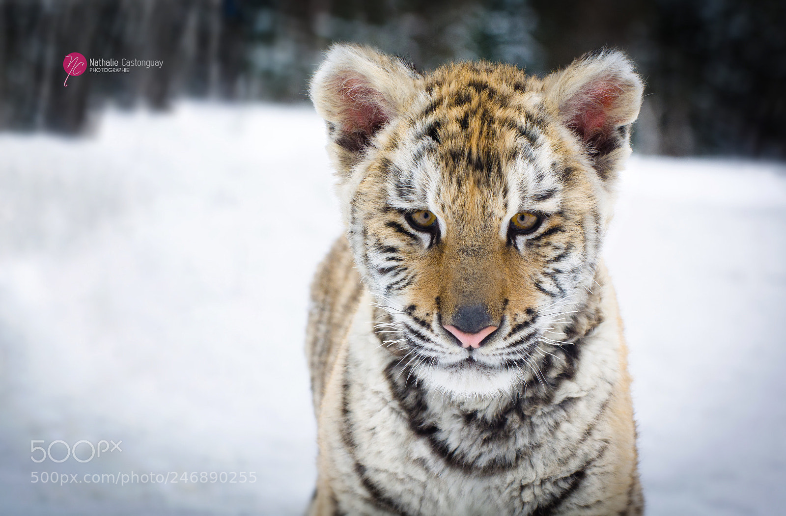 Nikon D7100 sample photo. Une beaut de la photography