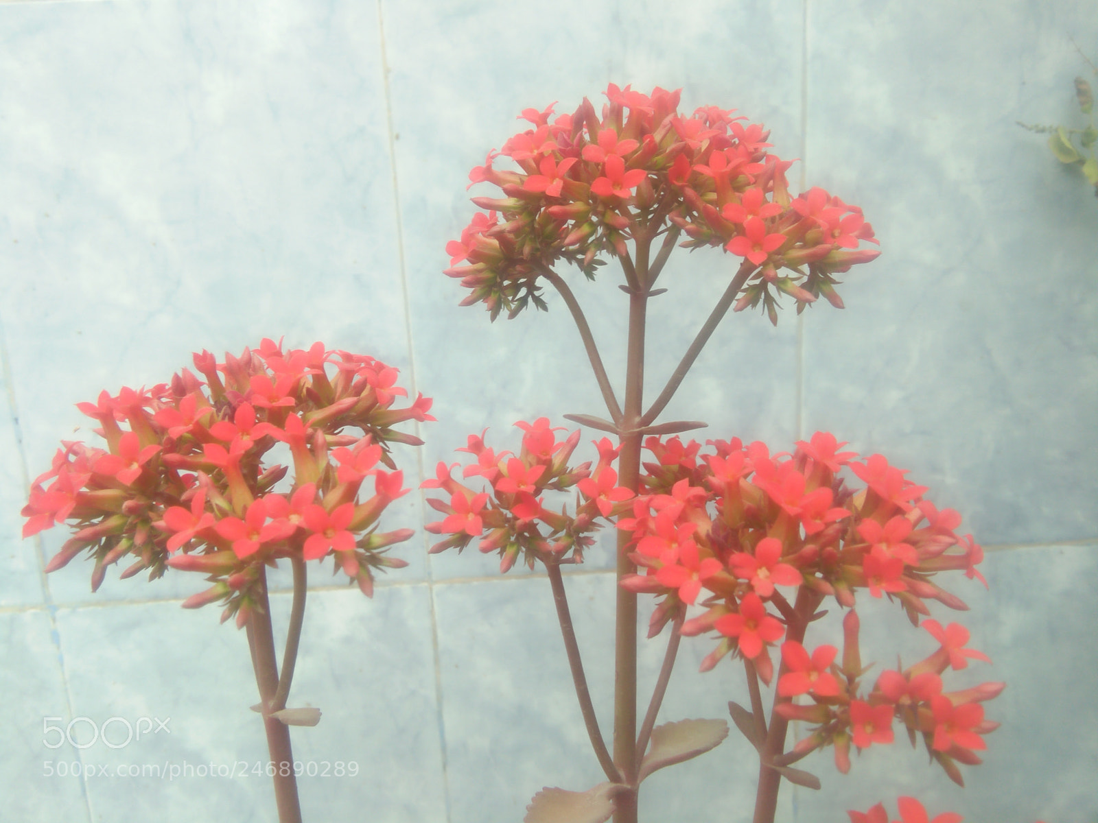 OPPO A33f sample photo. Untitled photography