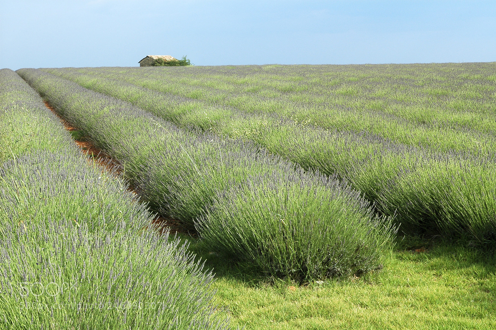 Nikon D70 sample photo. Field of lavender at photography