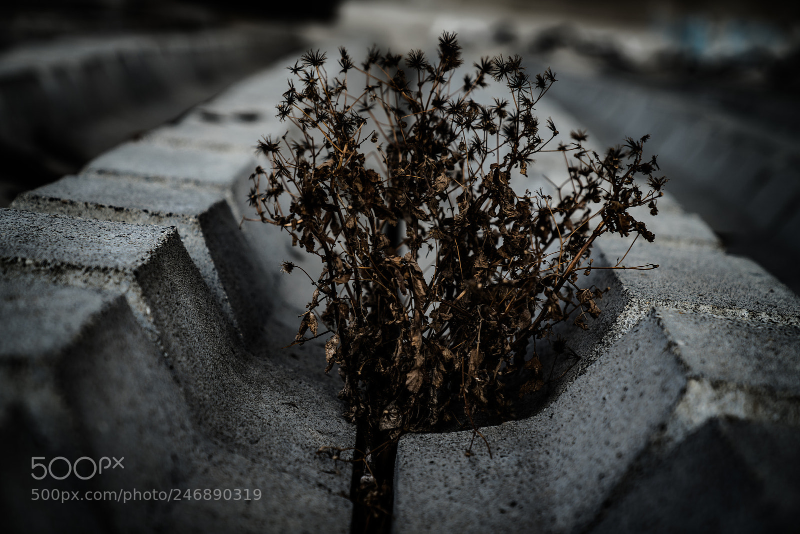 Sony a7R II sample photo. Lost photography