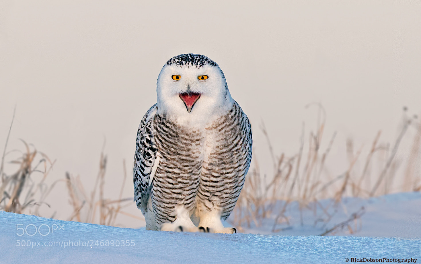 Canon EOS 7D Mark II sample photo. Snowy owl - smile photography