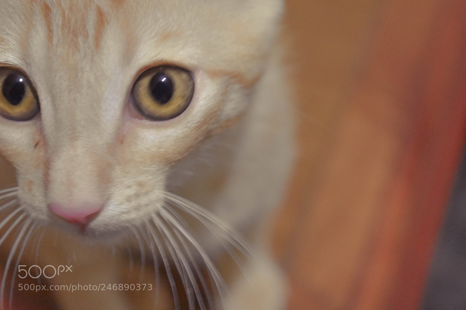 Nikon D3400 sample photo. Nanante! photography