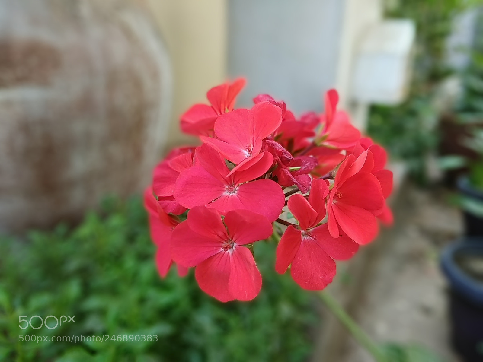 Xiaomi Redmi Note 4 sample photo. Red flowers photography