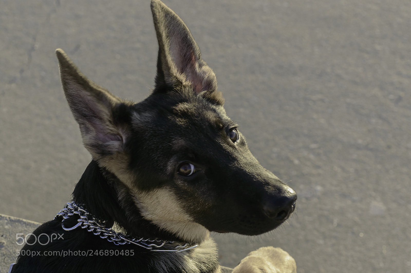 Nikon D3200 sample photo. Sammie2 photography
