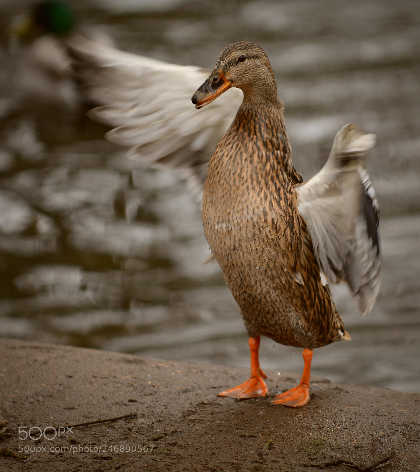 Nikon D7100 sample photo. Dancing duck photography