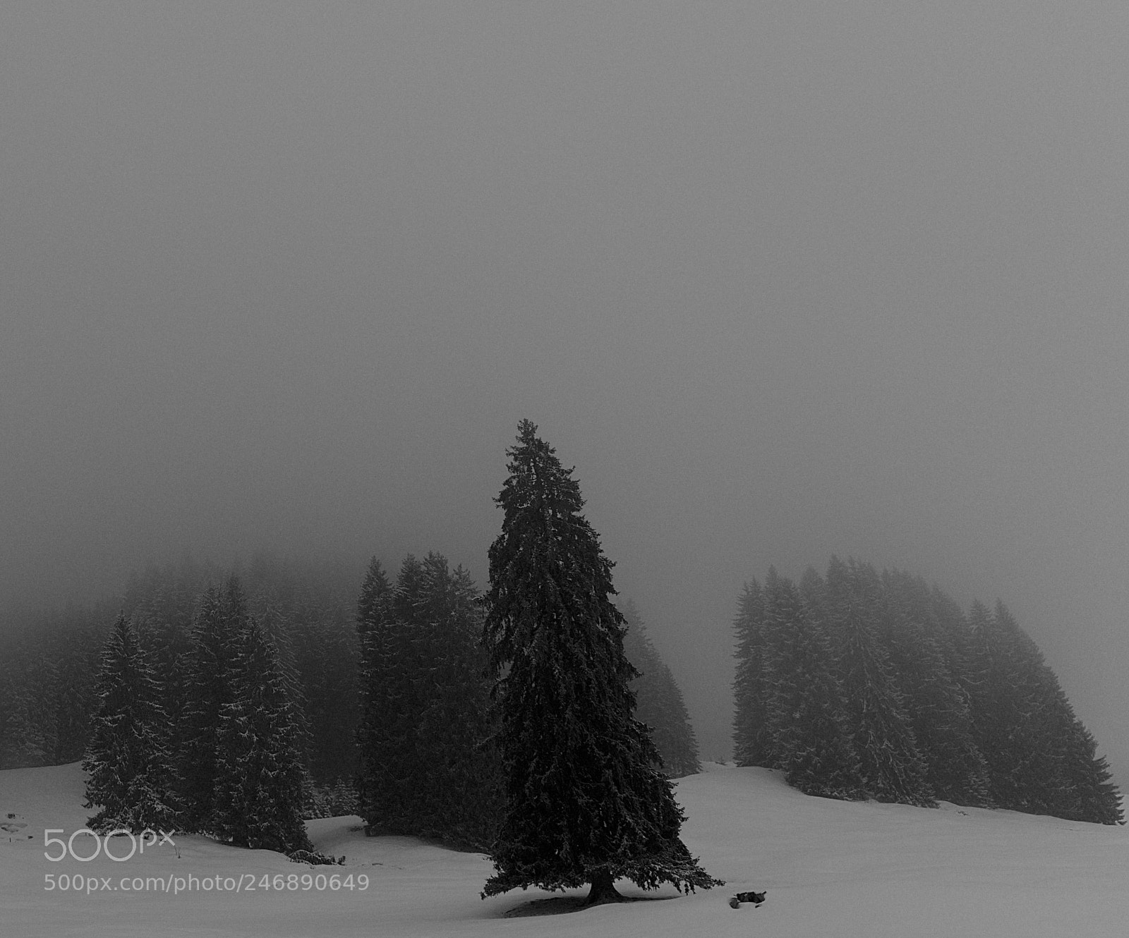 Fujifilm X-T2 sample photo. Black forrest photography