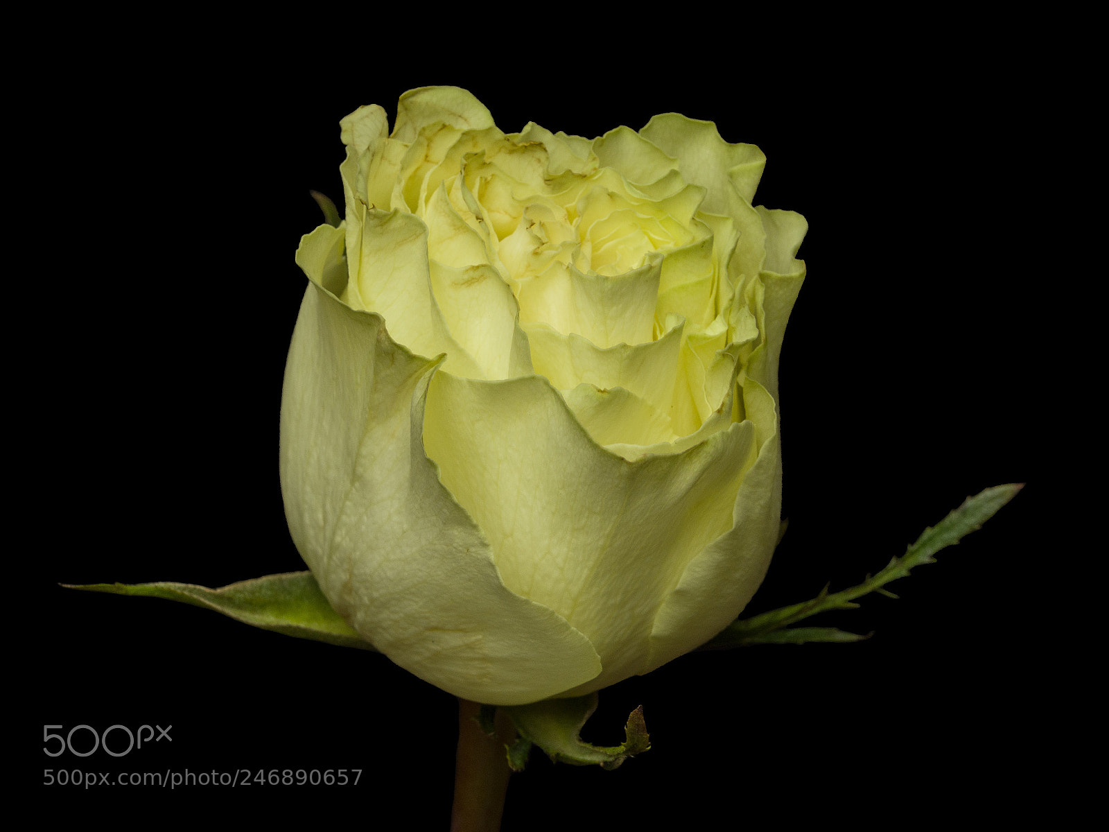Olympus OM-D E-M1 sample photo. Yellow rose 05 photography