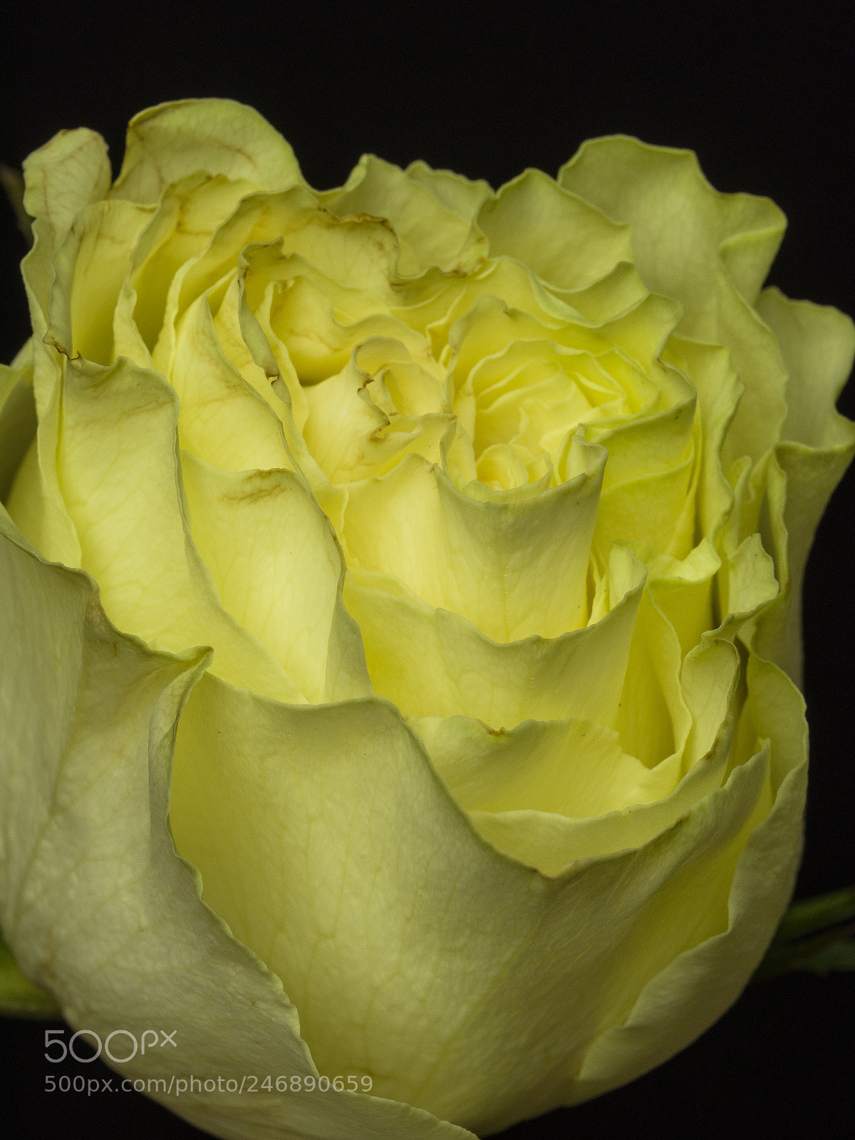 Olympus OM-D E-M1 sample photo. Yellow rose 06 photography