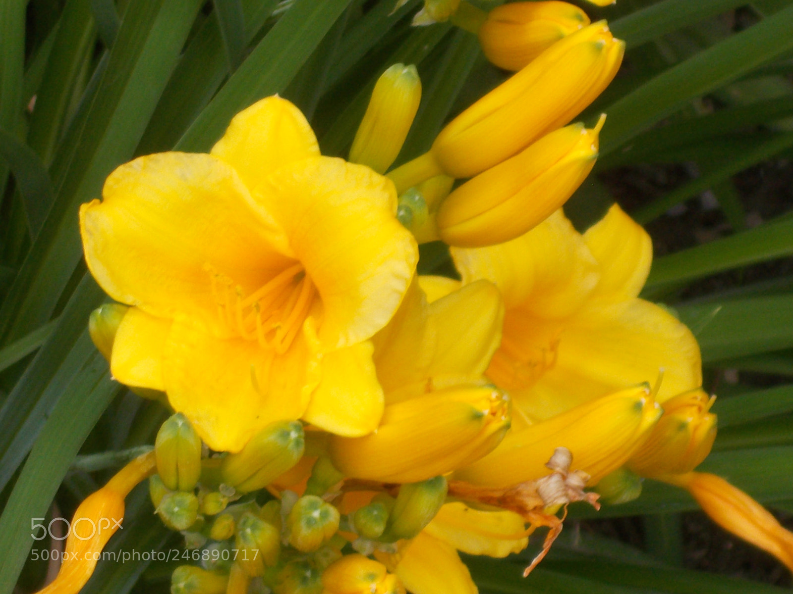 Nikon Coolpix L31 sample photo. Yellow lilies photography
