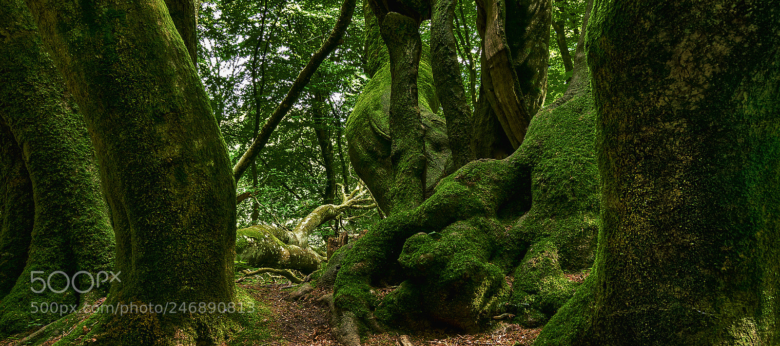 Sony ILCA-77M2 sample photo. Troll forest, an old photography