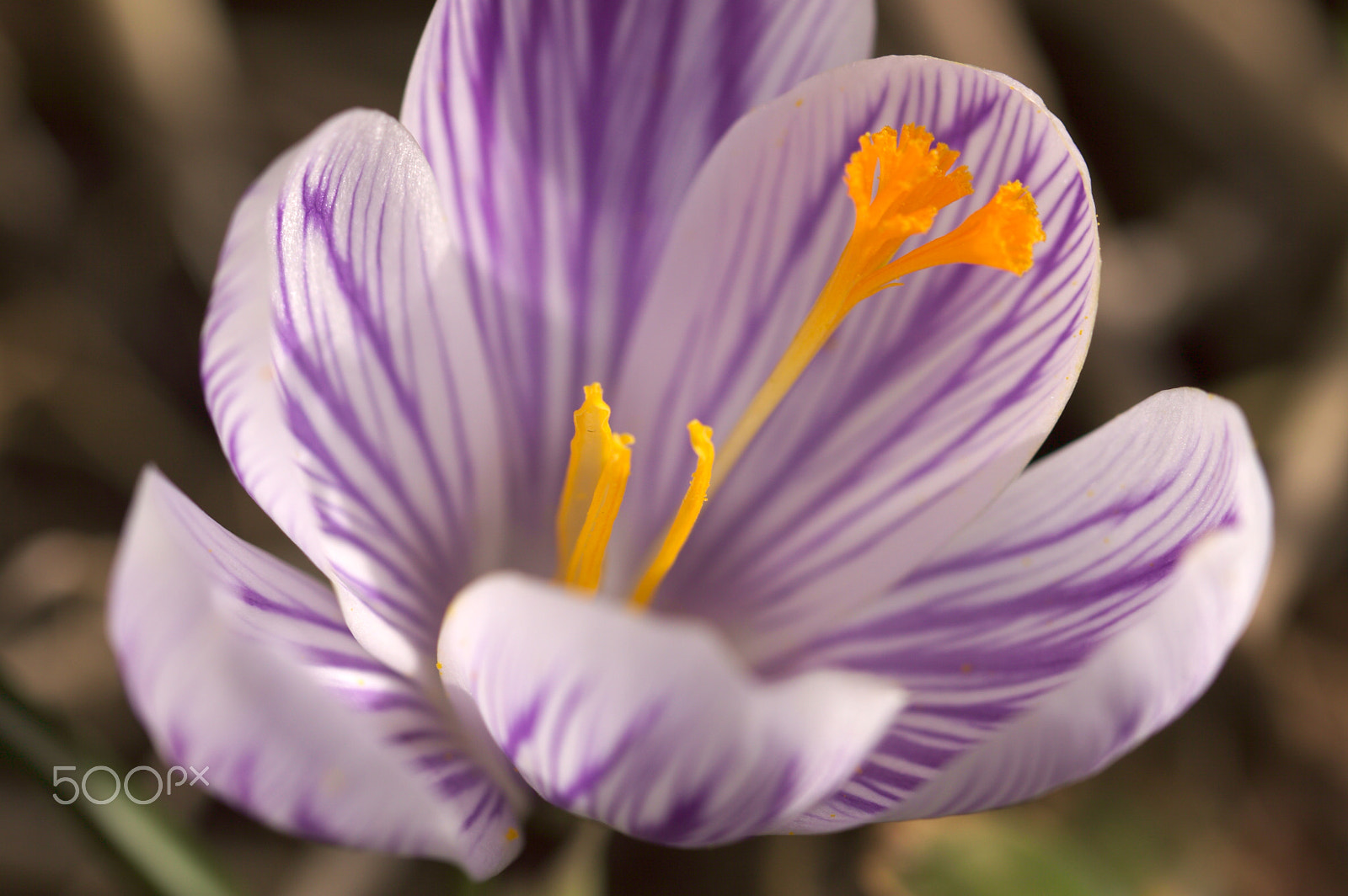 Canon EF 100mm F2.8L Macro IS USM sample photo. Crocus unedited i photography