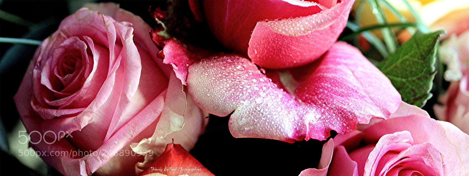Canon EOS 600D (Rebel EOS T3i / EOS Kiss X5) sample photo. Roses rose photography