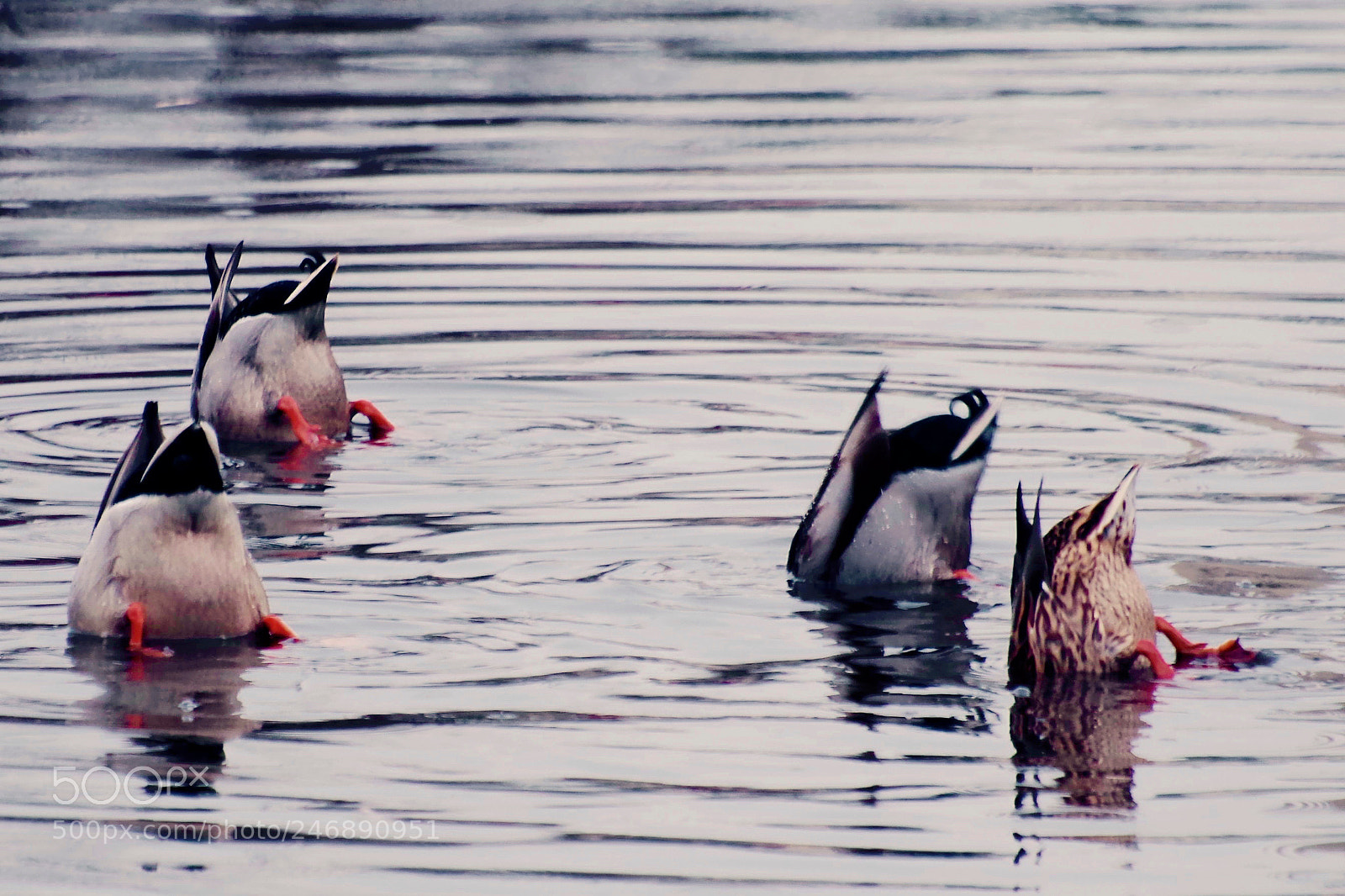 Pentax K-1 sample photo. Duck tails photography