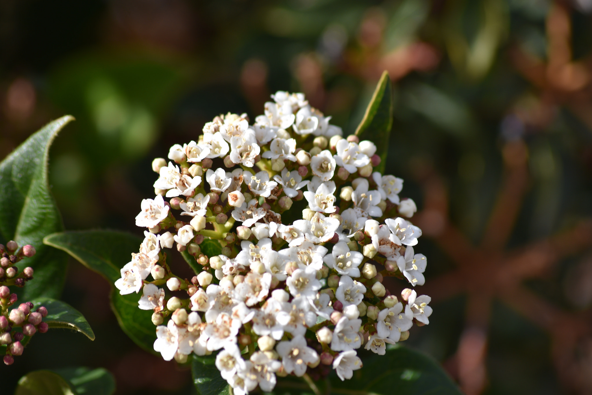 Sigma 70-300mm F4-5.6 APO DG Macro sample photo. Dsc photography