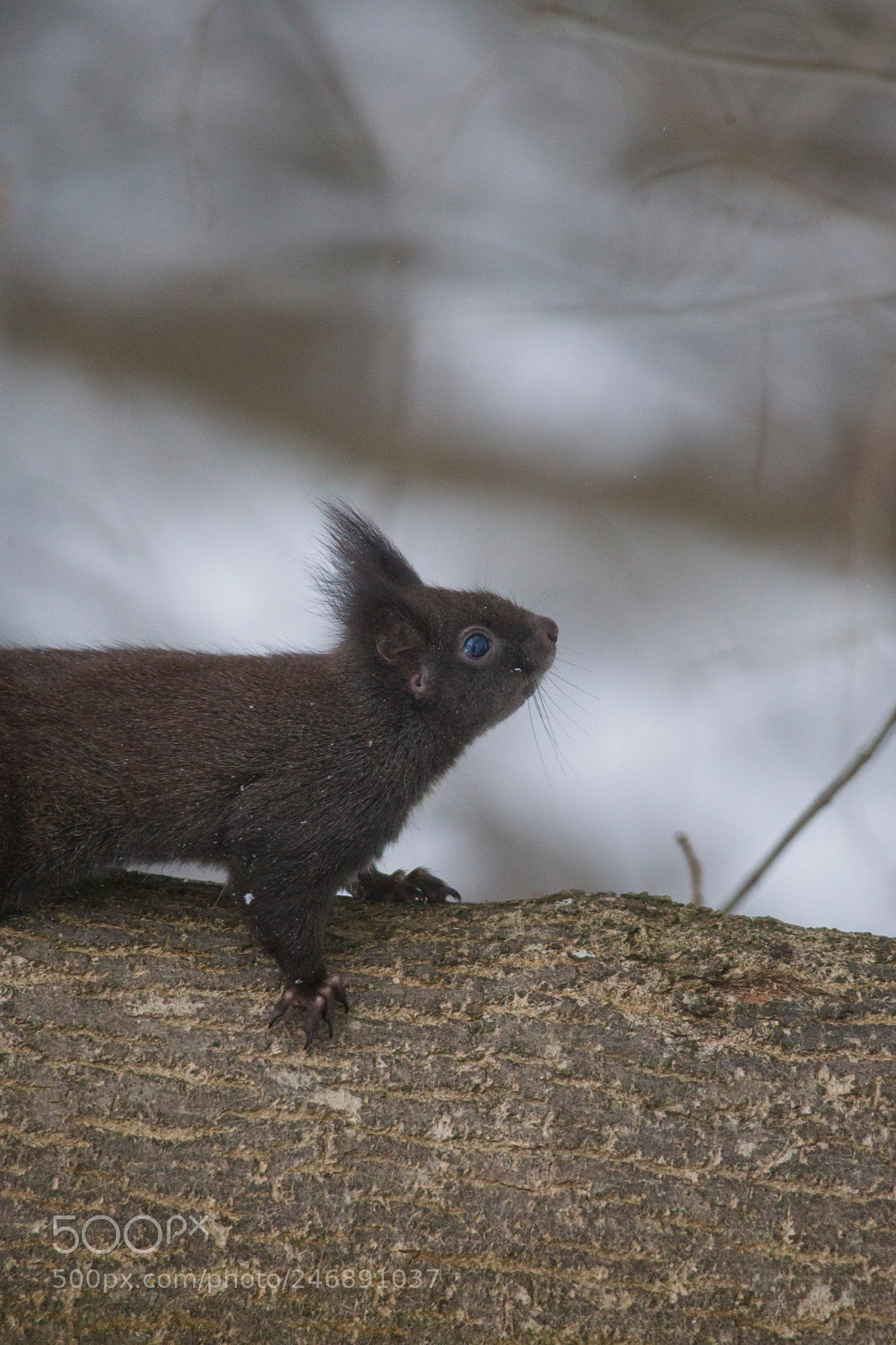 Canon EOS-1D Mark IV sample photo. A brown european squirrel photography