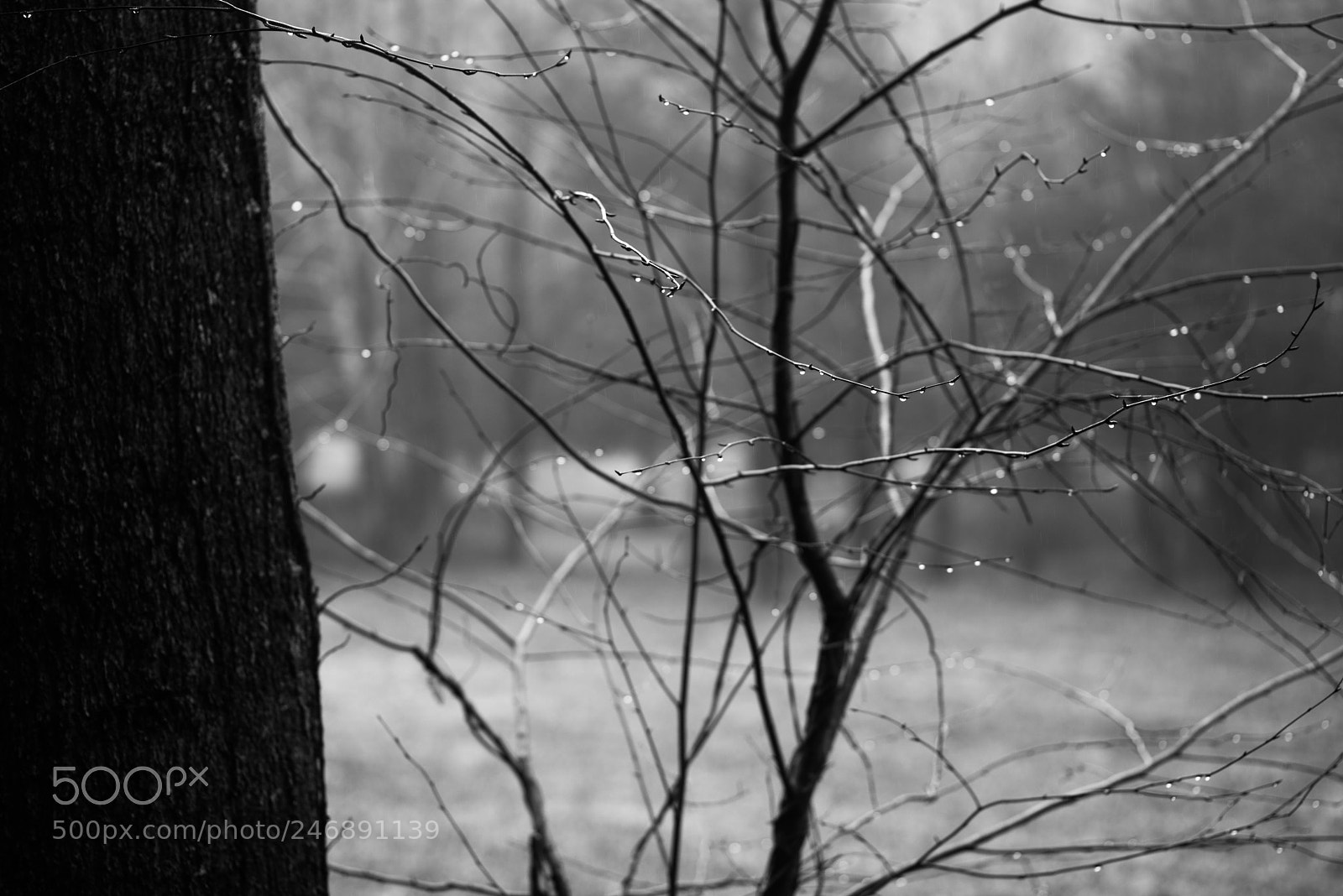 Pentax K-1 sample photo. Trunk and sprawling branches photography