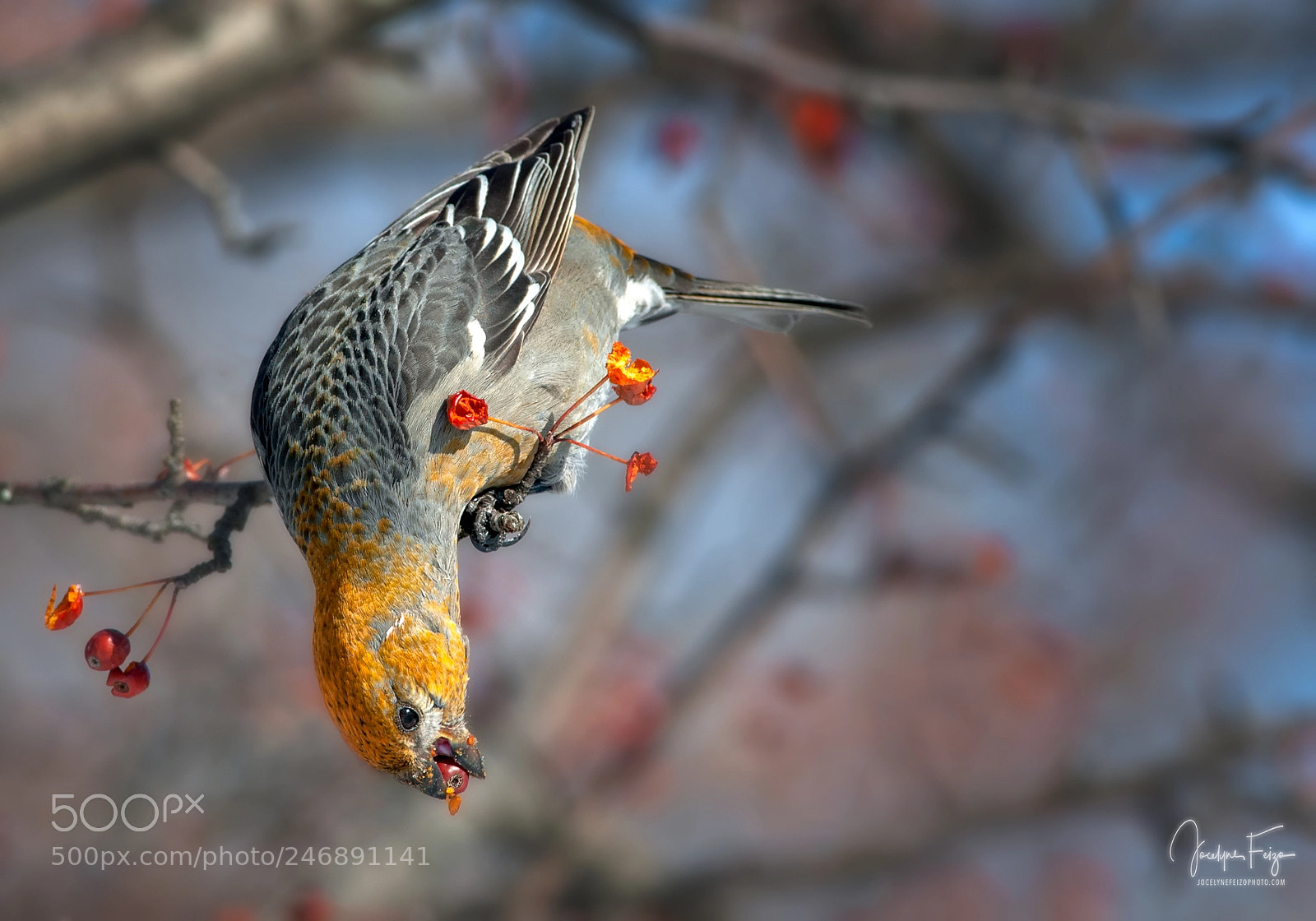 Nikon D300 sample photo. Pine grosbeak photography