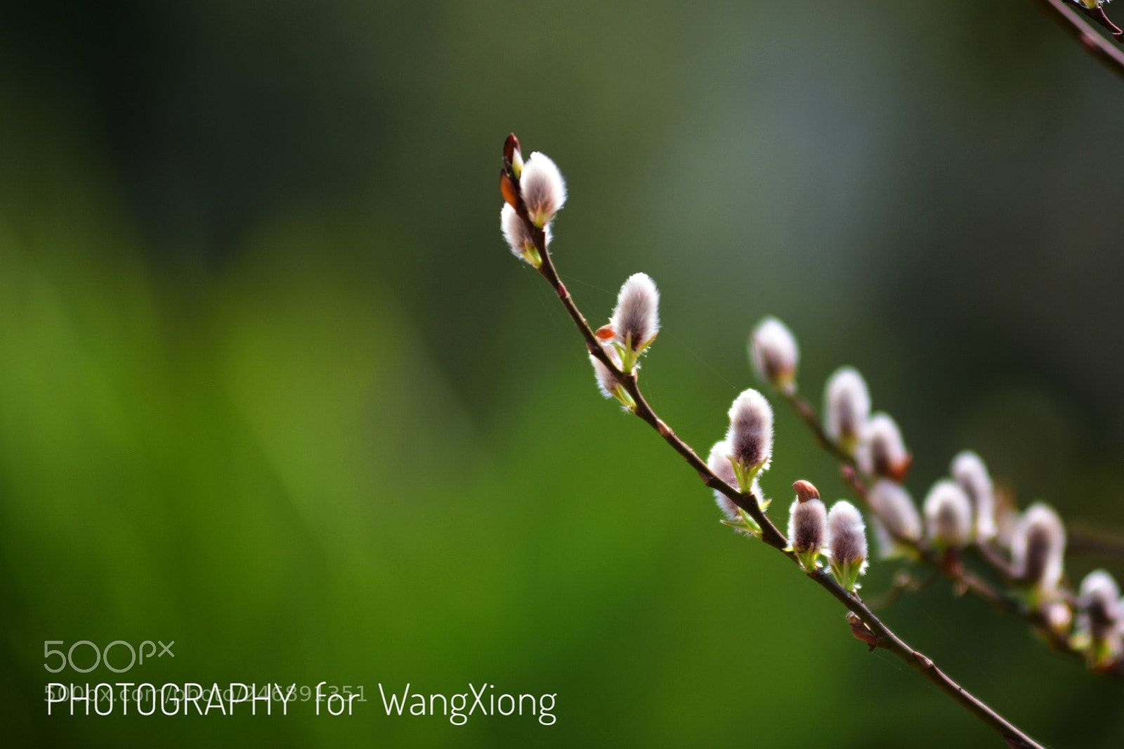 Nikon D7200 sample photo. 初春 photography