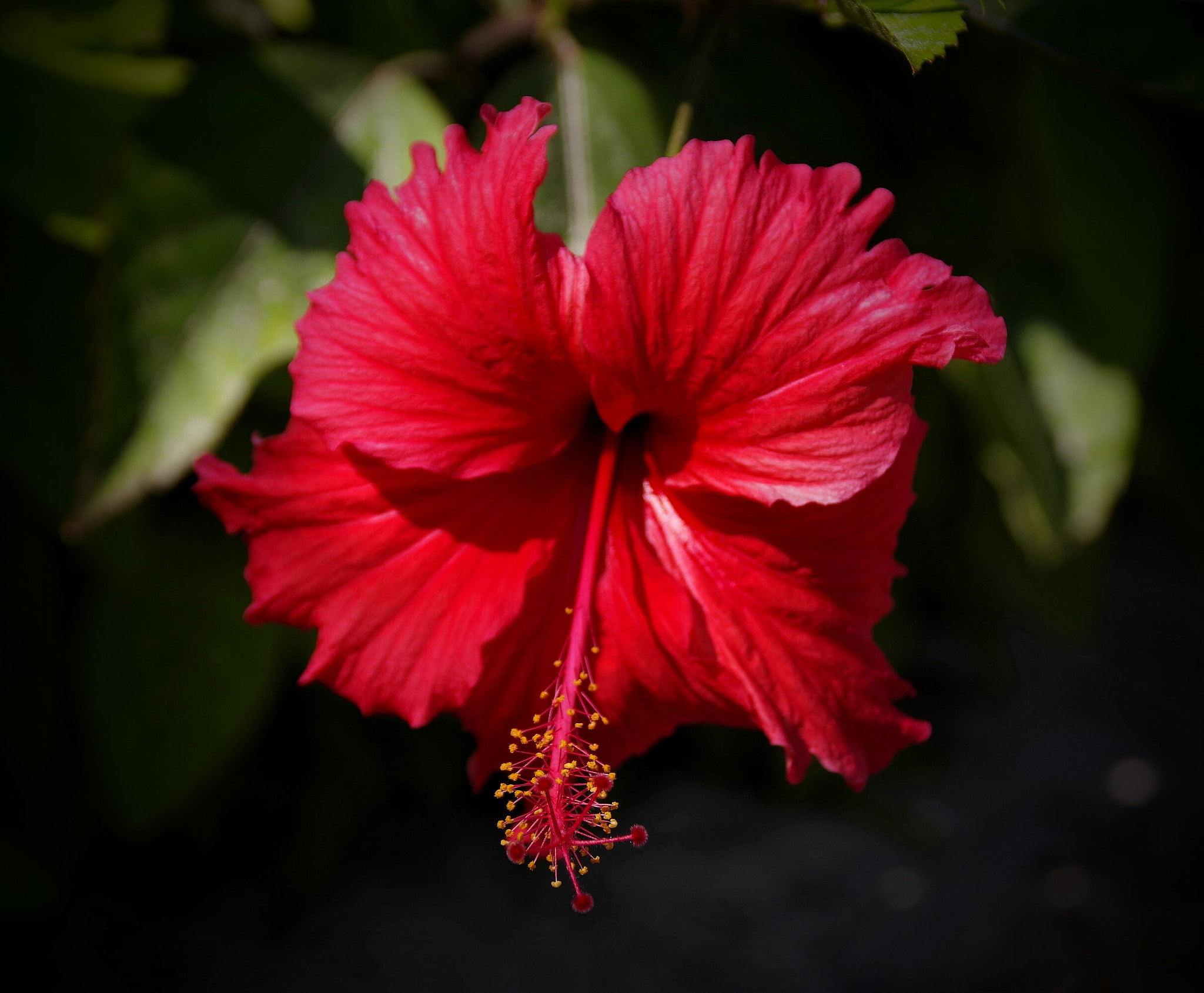 Pentax K-70 sample photo. Hibiscus photography