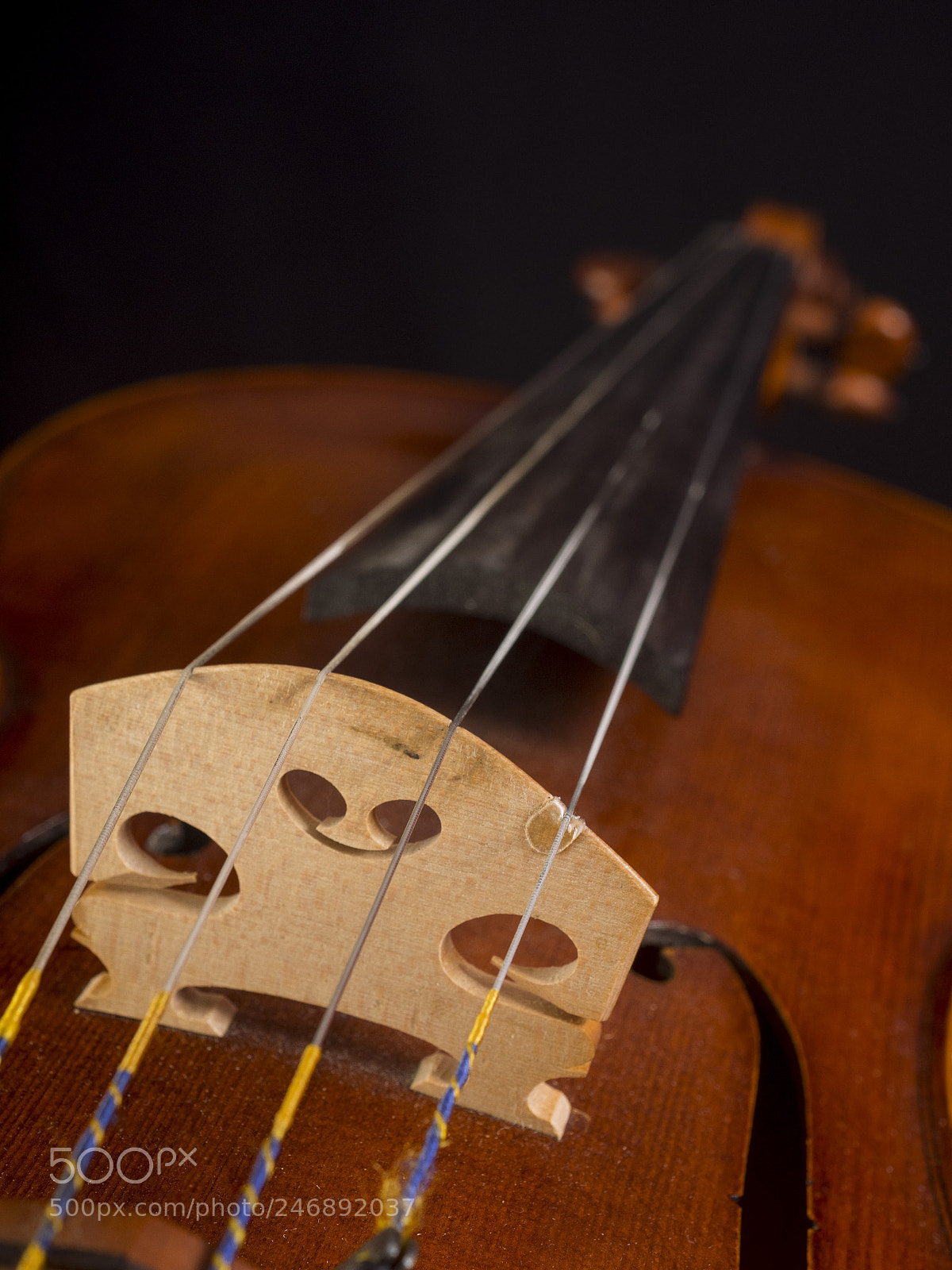 Olympus OM-D E-M1 sample photo. The viola photography