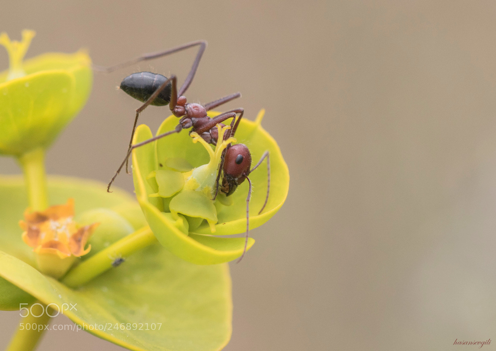 Canon EOS 7D Mark II sample photo. Ant feeding photography