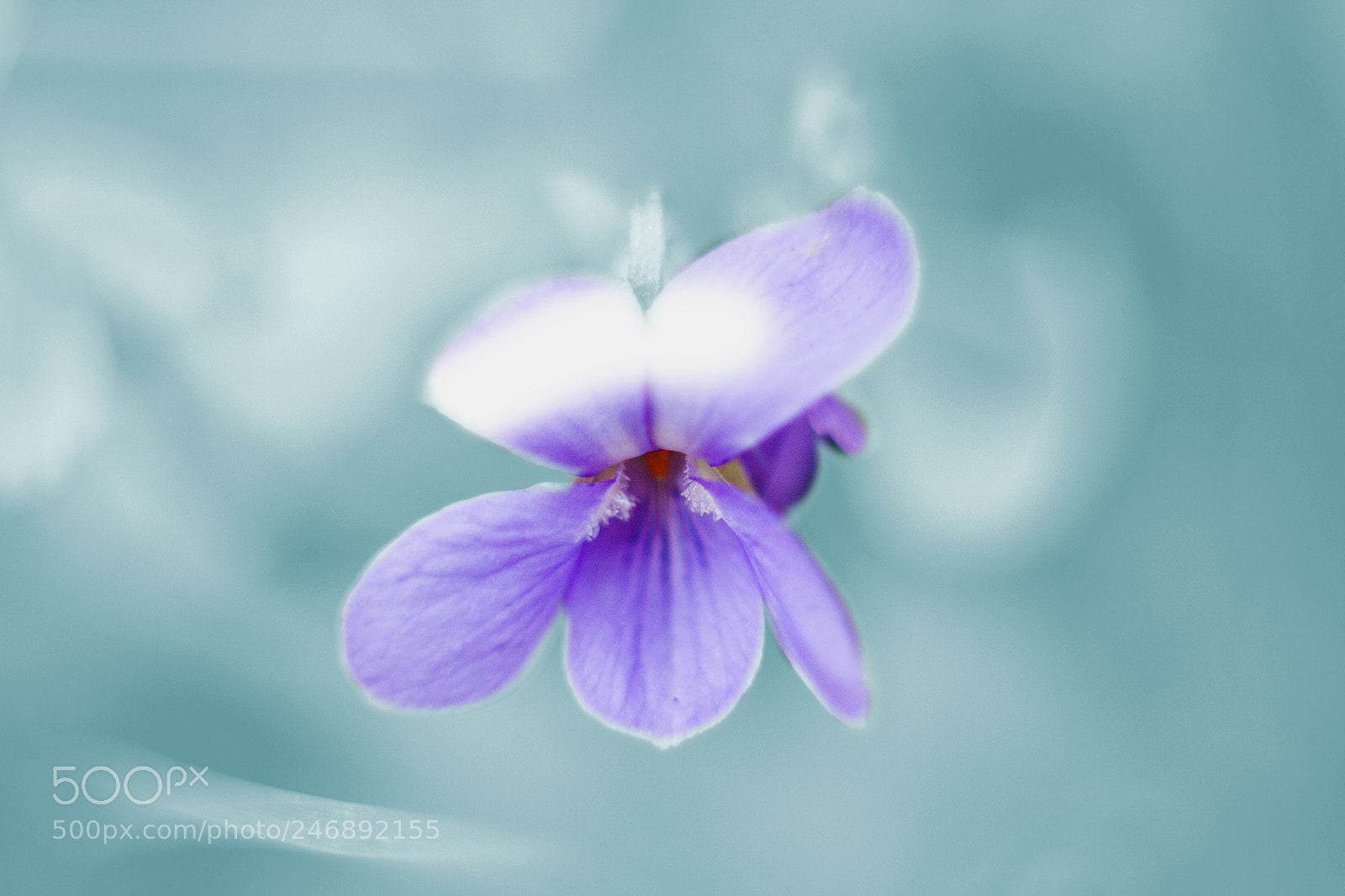 Canon EOS 40D sample photo. Purple flower photography