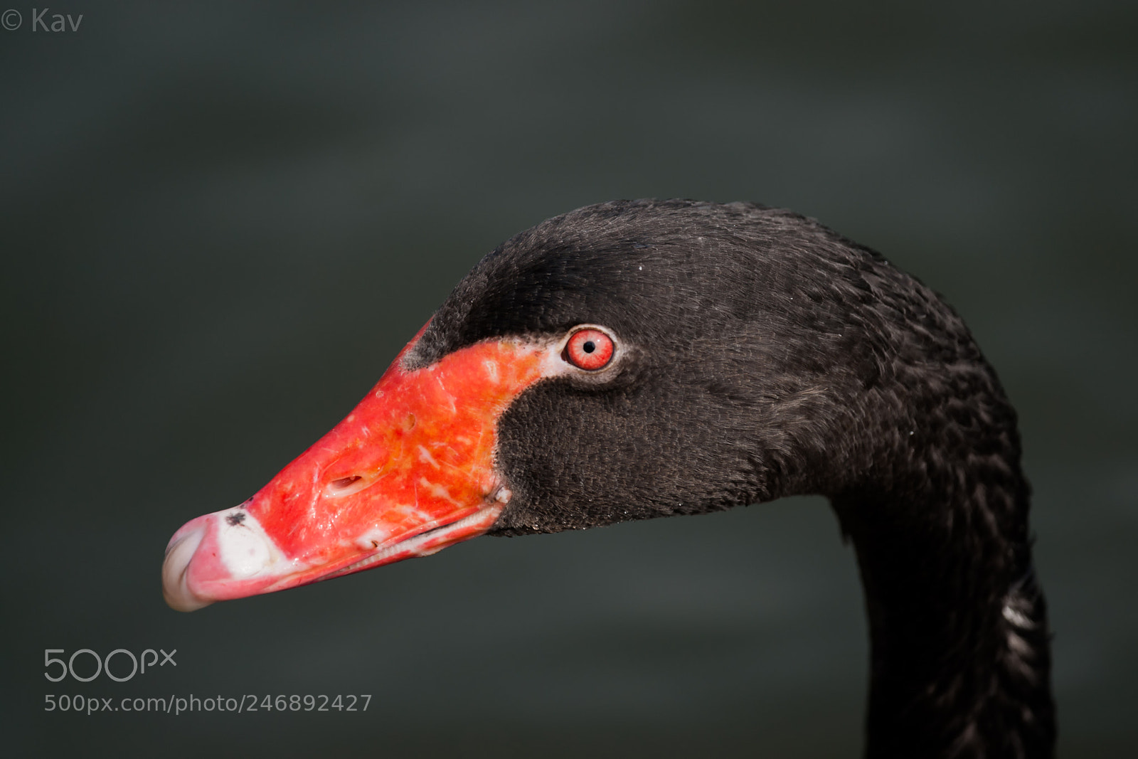 Sony Alpha DSLR-A900 sample photo. Black swan photography