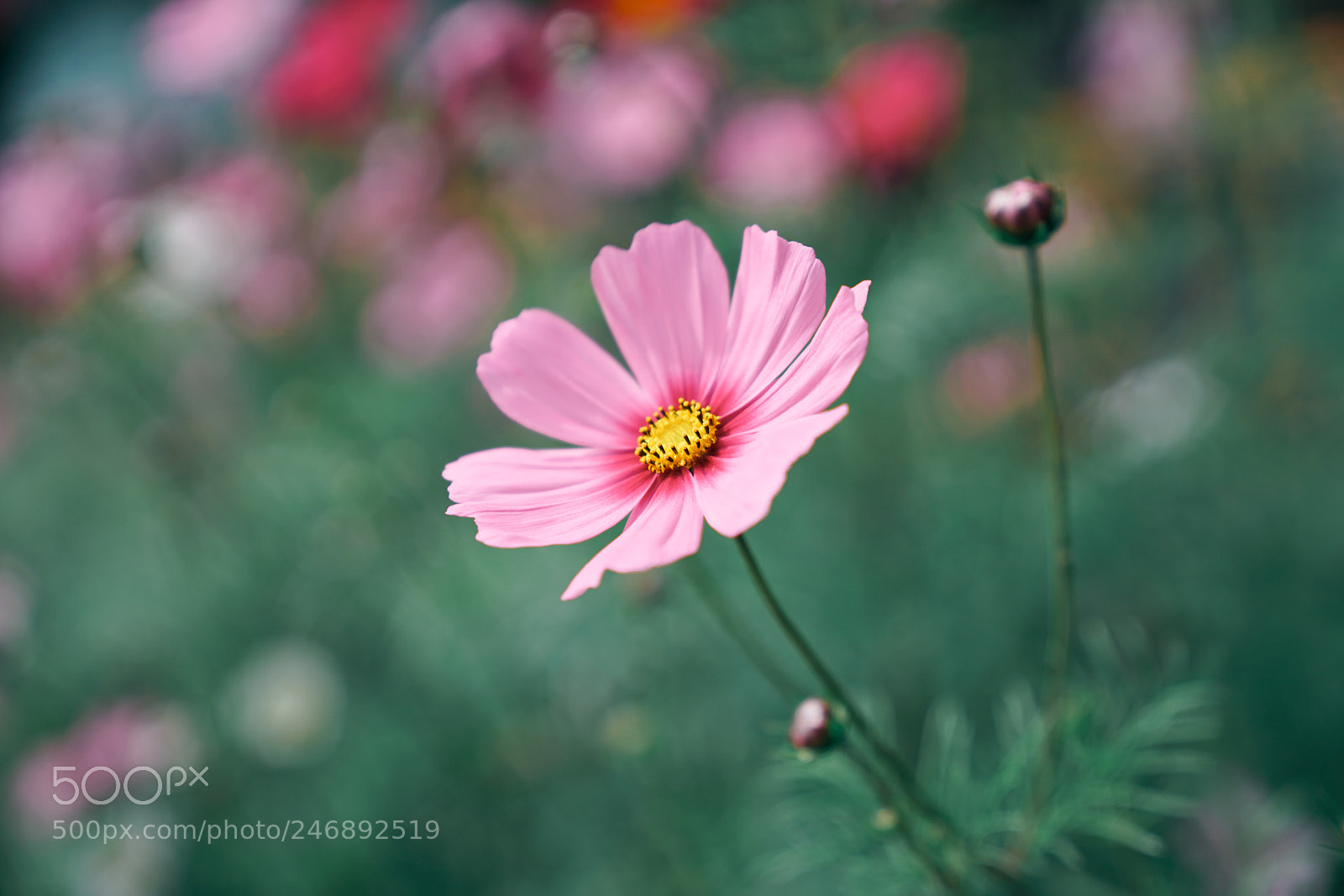 Sony a7R II sample photo. Cosmos flower photography