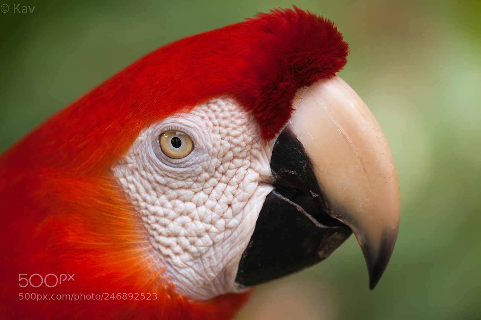 Sony Alpha DSLR-A900 sample photo. Parrot photography