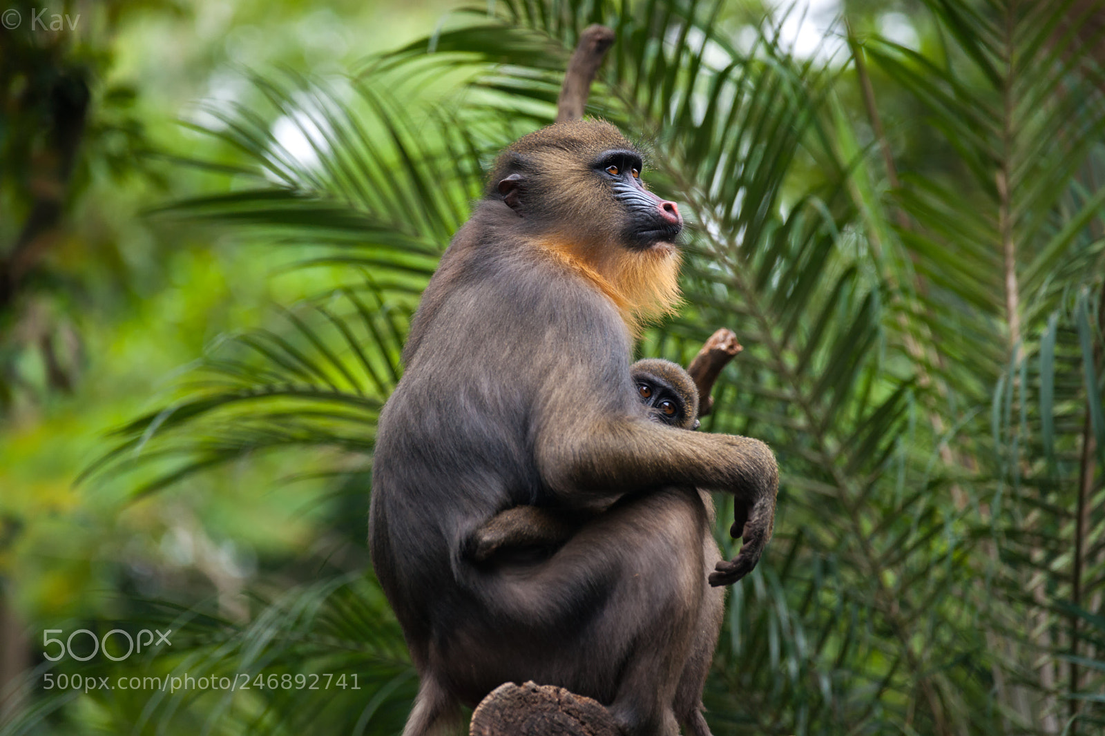 Sony Alpha DSLR-A900 sample photo. Gorilla? photography