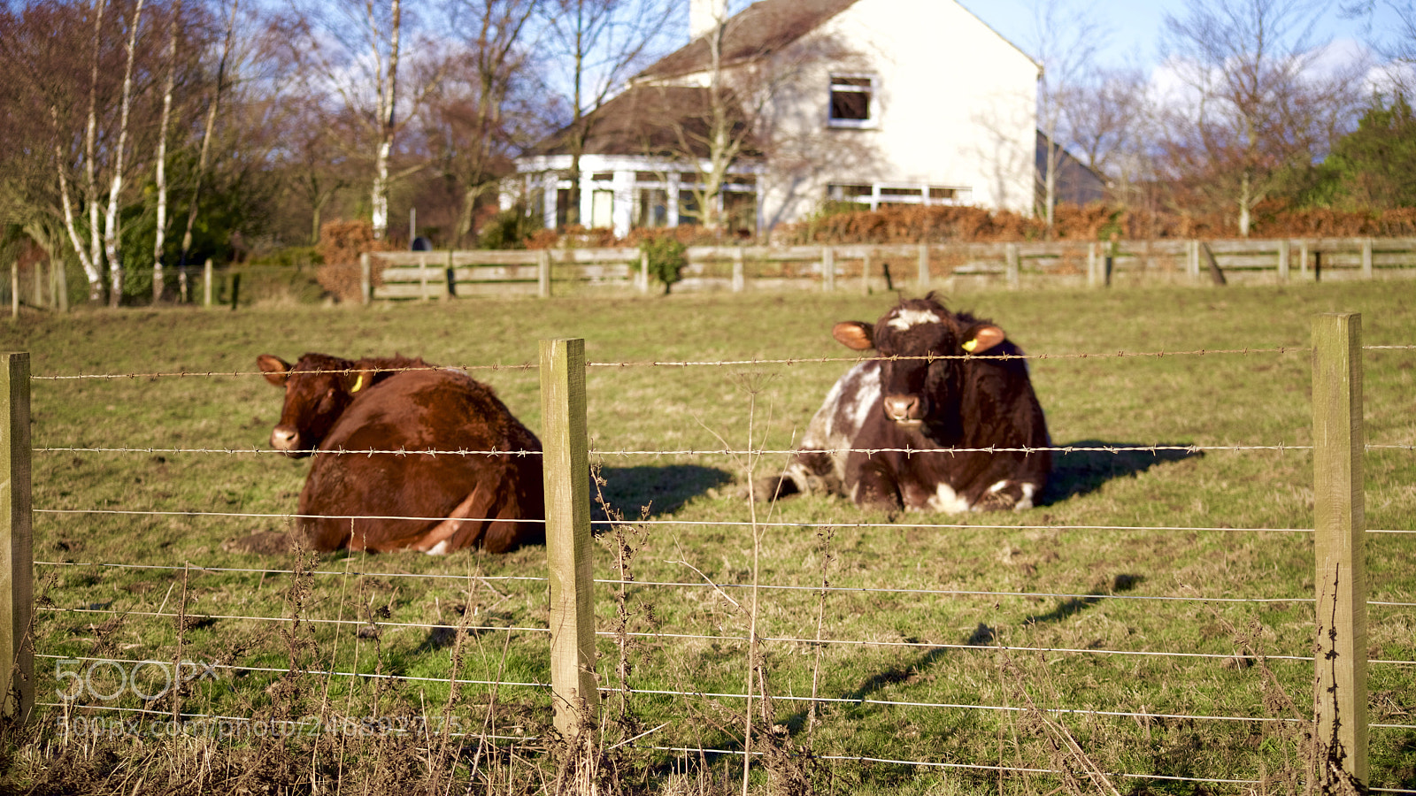 Pentax K-1 sample photo. Le vaches qui rient photography